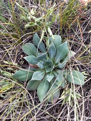 Goniolimon speciosum