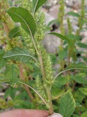 Amaranthus hybridus
