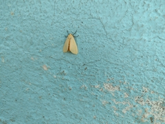 Pareuchaetes insulata