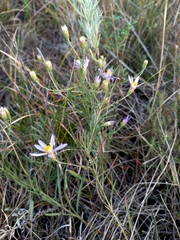 Galatella angustissima