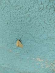 Pareuchaetes insulata