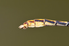 Ophiogomphus arizonicus