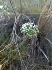 Allium ramosum