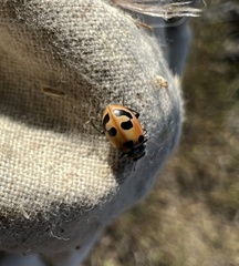 Hippodamia parenthesis