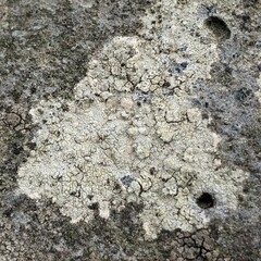 Trapelia placodioides