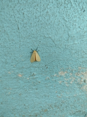 Pareuchaetes insulata