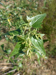 Atriplex sagittata