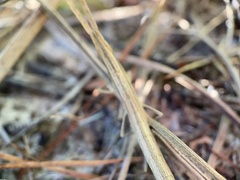 Achurum carinatum