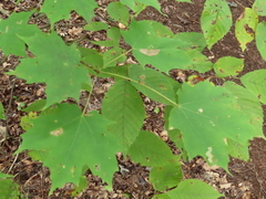 Vasates aceriscrumena