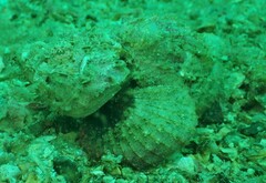Scorpaenopsis macrochir