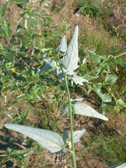 Atriplex sagittata