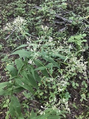 Eupatorium sessilifolium