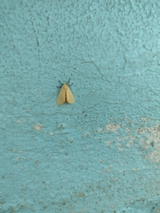 Pareuchaetes insulata