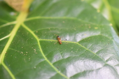 Camponotus albosparsus