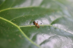 Camponotus albosparsus