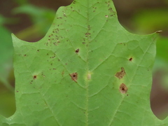 Vasates aceriscrumena