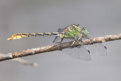 Ophiogomphus arizonicus