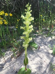 Pterygodium volucris