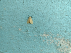 Pareuchaetes insulata