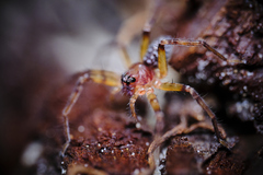 Sparassidae