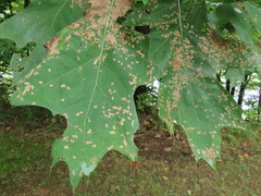 Zopheroteras sphaerula