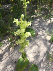 Pterygodium volucris