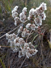 Goniolimon speciosum