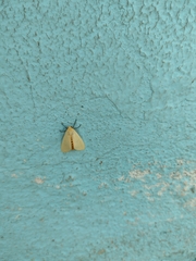Pareuchaetes insulata