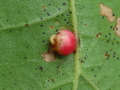 Zopheroteras sphaerula