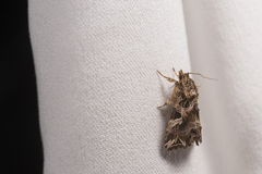 Callopistria duplicans