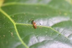Camponotus albosparsus