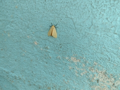 Pareuchaetes insulata