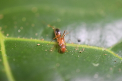 Camponotus albosparsus
