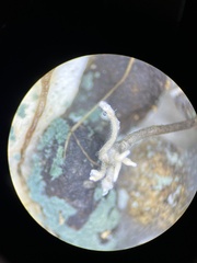Poronia erici
