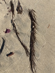 Desmarestia aculeata