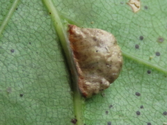 Macrodiplosis majalis