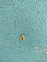 Pareuchaetes insulata