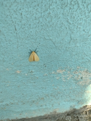 Pareuchaetes insulata