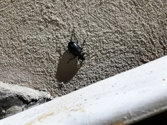 Calosoma peregrinator