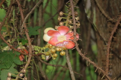 Couroupita guianensis