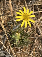 Hirpicium bechuanense