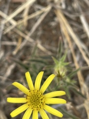 Hirpicium bechuanense