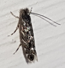 Macrosaccus robiniella