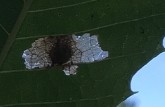 Tischeria quercitella