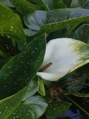 Zantedeschia