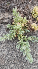 Nolana crassulifolia