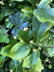 Euonymus japonicus