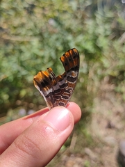 Charaxes jasius