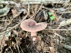 Russula mariae