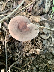 Russula mariae